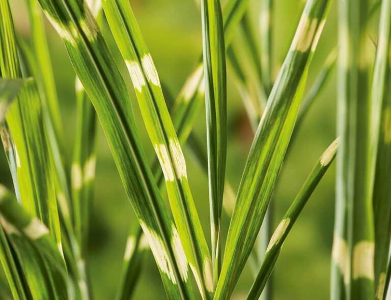 Miscanthus sinensis 'Punktchen'